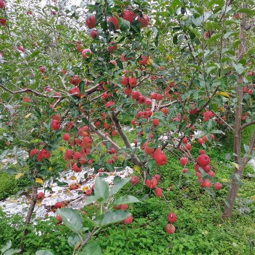 【大凉山糖心丑苹果】来自四川大凉山高山种植的丑苹果，酥脆多汁，口感甘甜，甜而不腻 商品图7