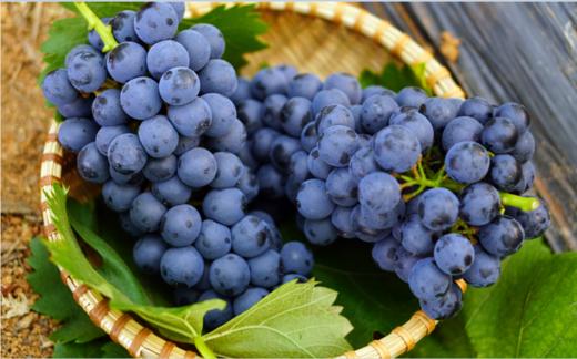 云南夏黑葡萄-3斤精品礼盒装 商品图1
