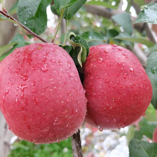 【大凉山糖心丑苹果】来自四川大凉山高山种植的丑苹果，酥脆多汁，口感甘甜，甜而不腻 商品图6