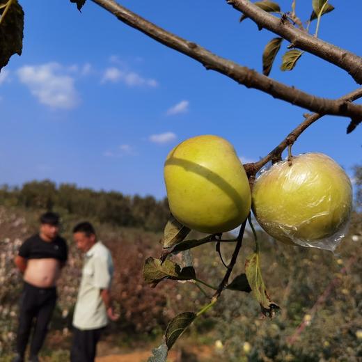 土岐水蜜桃苹果，纯甜无酸，酥脆多汁，清香怡人。无药残种植，孕婴可食用。 商品图3
