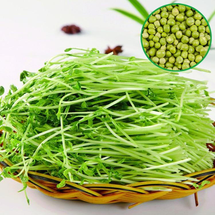 豌豆芽