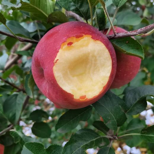 【大凉山糖心丑苹果】来自四川大凉山高山种植的丑苹果，酥脆多汁，口感甘甜，甜而不腻 商品图5