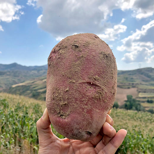 山西静乐红皮土豆,自然成熟,现挖现发!