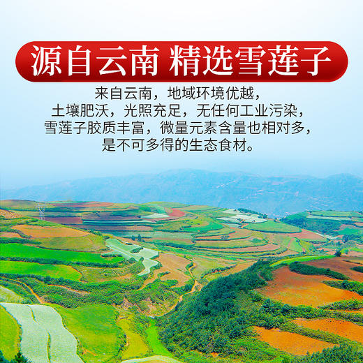 庄民 皂角米 双荚雪莲子 精选大颗粒 无硫无加糖 雪燕桃胶搭配伴侣200g/罐 商品图4