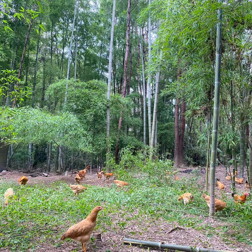 黄山放养母鸡 商品图2