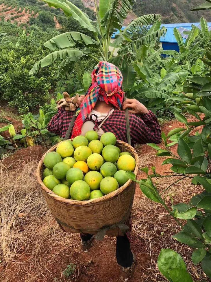 爆款上市云南青皮冰糖橙高山种植鲜甜肉细纯甜口感只为你挑好产品