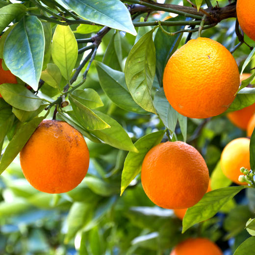 甜橙纯精油 西班牙 甜美愉悦果香 欢欣明快的开心 商品图1