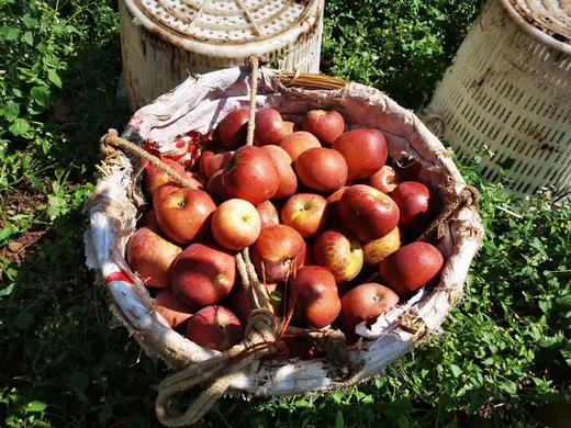 泸沽湖·高山丑苹果开始预售（10月10日以后发货） 商品图1