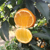 优选|眉山爱媛38号果冻橙 皮薄多汁 肉嫩化渣 酸甜恰到好处 发顺丰 5斤 商品缩略图3