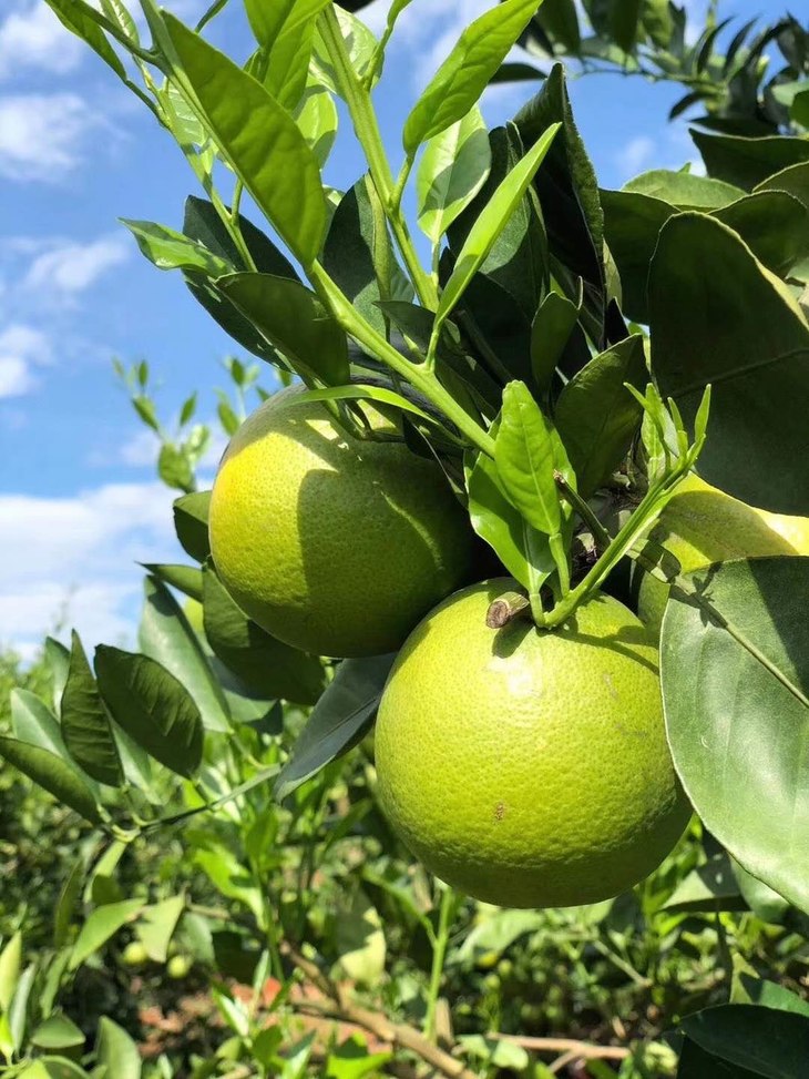 爆款上市云南青皮冰糖橙高山种植鲜甜肉细纯甜口感只为你挑好产品