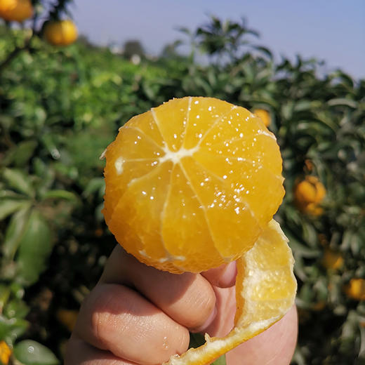 优选|眉山爱媛38号果冻橙 皮薄多汁 肉嫩化渣 酸甜恰到好处 发顺丰 5斤 商品图5