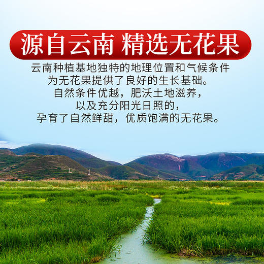 庄民 无花果干 无花果片 颗颗精选好货无烂果200g/罐 商品图3