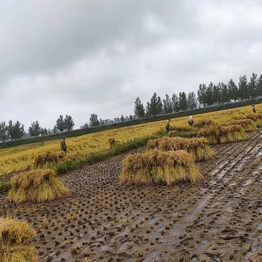 （2025新米上市，想吃真五常稻花香的，放心拍，农户直发）纯正五常稻花香2号新米，出自五常杜家镇马家屯，不抛光不打蜡不掺一粒假， 原生态种植健康米，粒粒饱满口感香甜，满屋飘香，全国包邮 商品图7