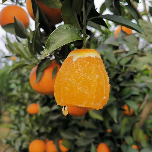 优选|眉山爱媛38号果冻橙 皮薄多汁 肉嫩化渣 酸甜恰到好处 发顺丰 5斤 商品图2