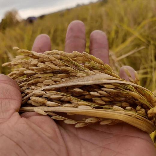 （2025新米上市，想吃真五常稻花香的，放心拍，农户直发）纯正五常稻花香2号新米，出自五常杜家镇马家屯，不抛光不打蜡不掺一粒假， 原生态种植健康米，粒粒饱满口感香甜，满屋飘香，全国包邮 商品图4