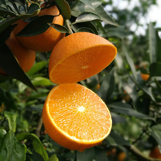 优选|眉山爱媛38号果冻橙 皮薄多汁 肉嫩化渣 酸甜恰到好处 发顺丰 5斤 商品图1