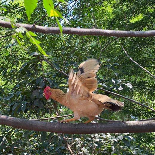 黄山放养母鸡 商品图3