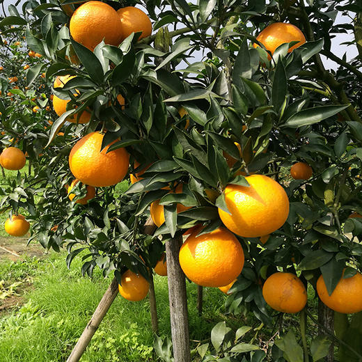 优选|眉山爱媛38号果冻橙 皮薄多汁 肉嫩化渣 酸甜恰到好处 发顺丰 5斤 商品图4