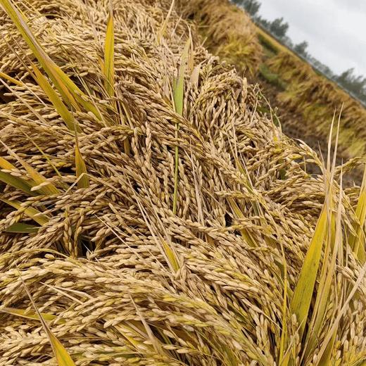 （2025新米上市，想吃真五常稻花香的，放心拍，农户直发）纯正五常稻花香2号新米，出自五常杜家镇马家屯，不抛光不打蜡不掺一粒假， 原生态种植健康米，粒粒饱满口感香甜，满屋飘香，全国包邮 商品图5