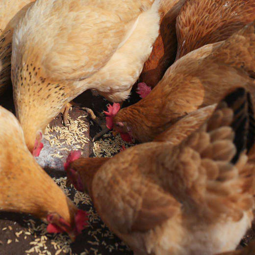 黄山放养母鸡 商品图0