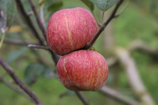 狂野山苹果：北回归线上自然成熟的半野生山苹果 商品图0