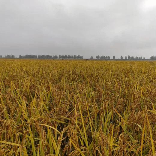 （2025新米上市，想吃真五常稻花香的，放心拍，农户直发）纯正五常稻花香2号新米，出自五常杜家镇马家屯，不抛光不打蜡不掺一粒假， 原生态种植健康米，粒粒饱满口感香甜，满屋飘香，全国包邮 商品图6