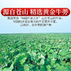 庄民 黄金牛蒡茶 牛蒡根 片片精选好货 苍山礼盒单罐装250g/罐年货好礼必备 商品缩略图4