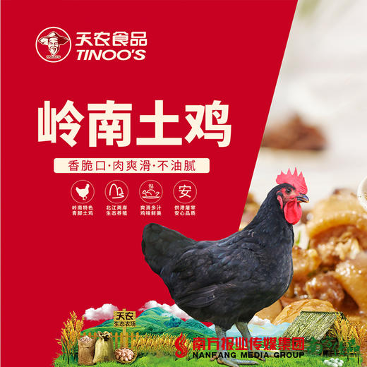 【珠三角包邮】天农岭南土鸡（鲜品） 2.8-3.2斤/只（次日到货） 商品图1