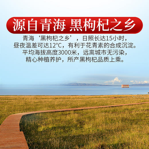 庄民 黑枸杞 正宗青海柴达木 精选黑果枸杞子 6A果耐泡200g/罐 商品图4