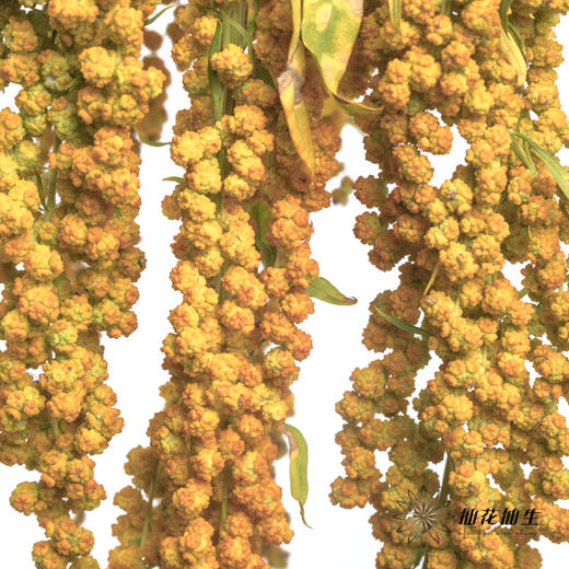 配花 | 柔丽丝黄色 商品图0