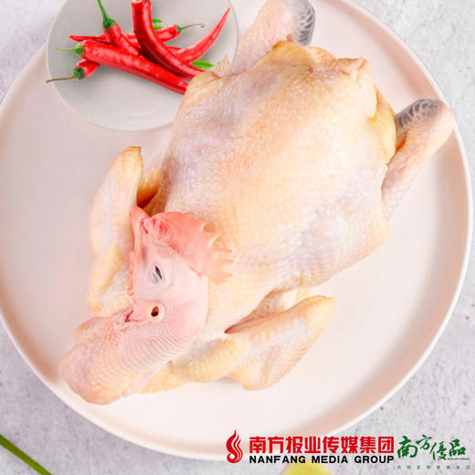 【珠三角包邮】天农岭南土鸡（鲜品） 2.8-3.2斤/只（次日到货） 商品图2