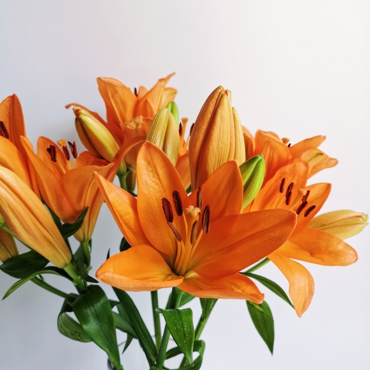 云南鲜花基地直发鲜花鲜切花水养插花橙色梦想亚百合