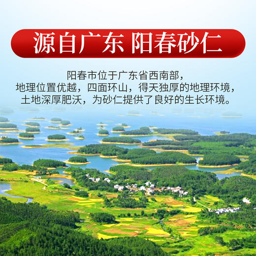 庄民 正宗阳春砂仁 颗颗精选大颗粒砂仁茶60g/罐 商品图3