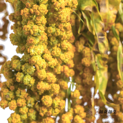 配花 | 柔丽丝黄色 商品图2