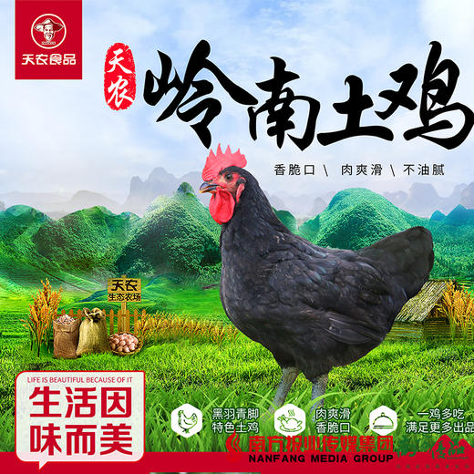 【珠三角包邮】天农岭南土鸡（鲜品） 2.8-3.2斤/只（次日到货） 商品图0
