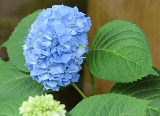 单品 · 绣球 商品图2