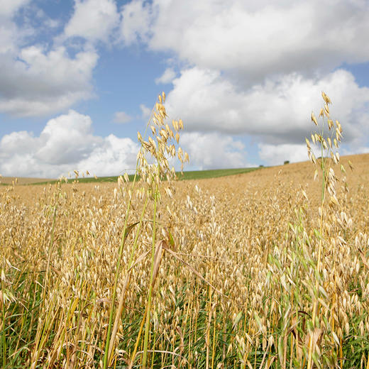 天造地设燕麦米350g 河北张家口 自然米香 柔韧筋道 商品图4