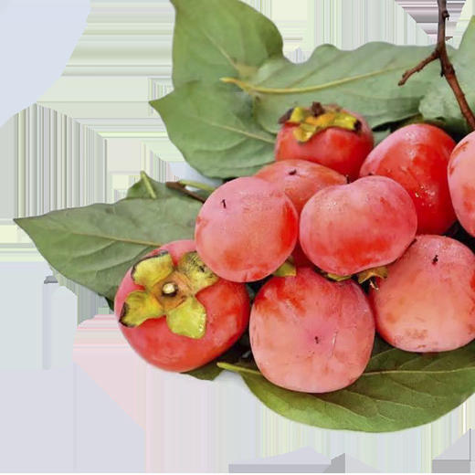 珍珠蜜柿 1盒/约550g 商品图4