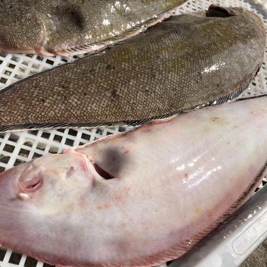 野生东山岛海鱼 （临期，海钓鱼，嘴里可能有鱼钩，大家注意！！介意慎拍）| 合作生产 * Wild Dongshan Island seafood | Coproduction 商品图0