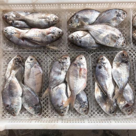 野生东山岛海鱼 （临期，海钓鱼，嘴里可能有鱼钩，大家注意！！介意慎拍）| 合作生产 * Wild Dongshan Island seafood | Coproduction 商品图5