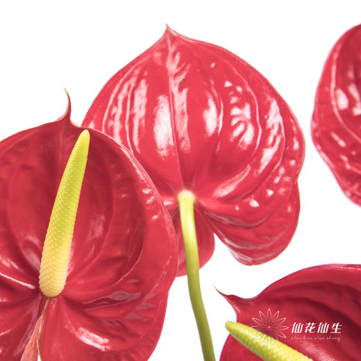 掌 | 红色【5度以下低温地区不建议购买 ，轻微瑕疵不售后】 商品图7