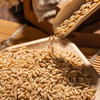高原燕麦胚芽米， 边煮边发芽 商品缩略图3