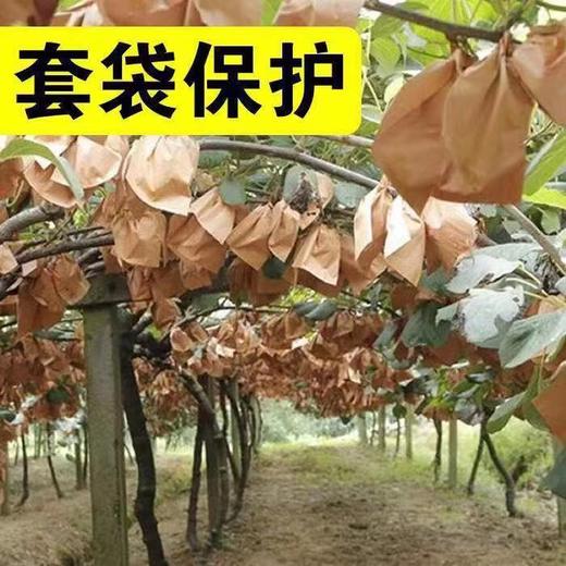 陕西 徐香 猕猴桃 1盒/6个 约550g 商品图6