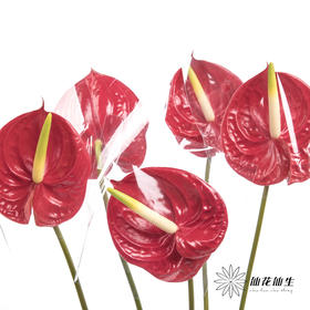 掌 | 红色【5度以下低温地区不建议购买 ，轻微瑕疵不售后】