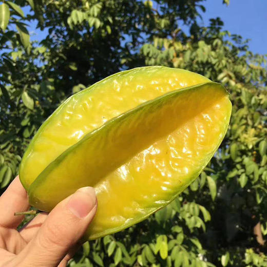 福建树上熟杨桃，脆嫩多汁，下单送酸梅粉！ 商品图1