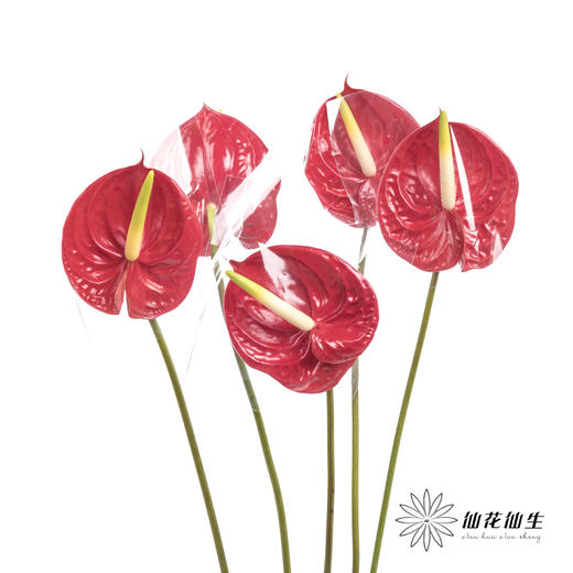 掌 | 红色【5度以下低温地区不建议购买 ，轻微瑕疵不售后】 商品图9