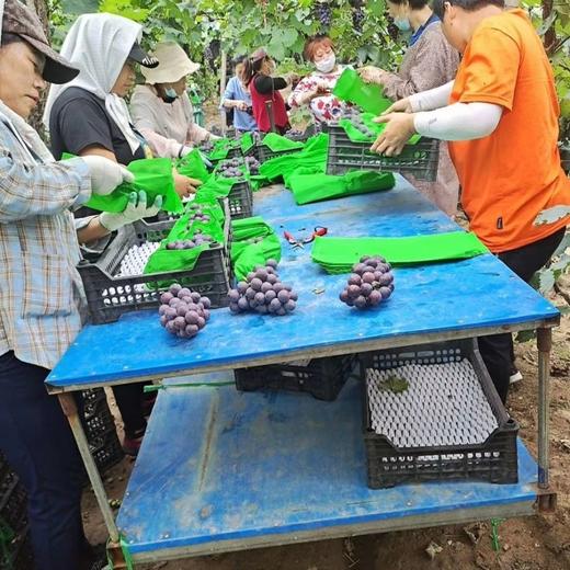 巨峰葡萄 1筐/约2000g 商品图7