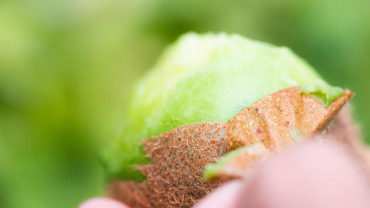 陕西眉县徐香猕猴桃 |（2025_简装） 商品图3