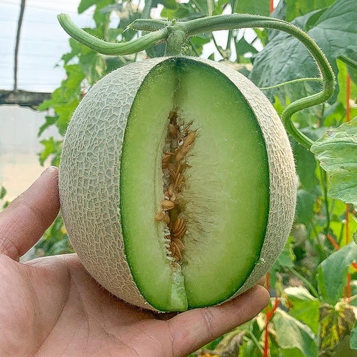 进口网纹瓜 1个/约1200g 商品图4