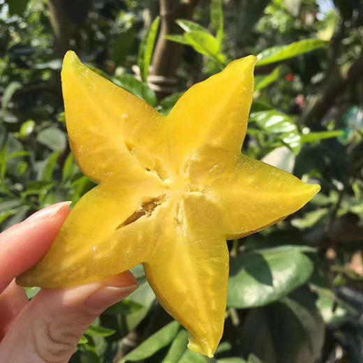 福建树上熟杨桃，脆嫩多汁，下单送酸梅粉！ 商品图0